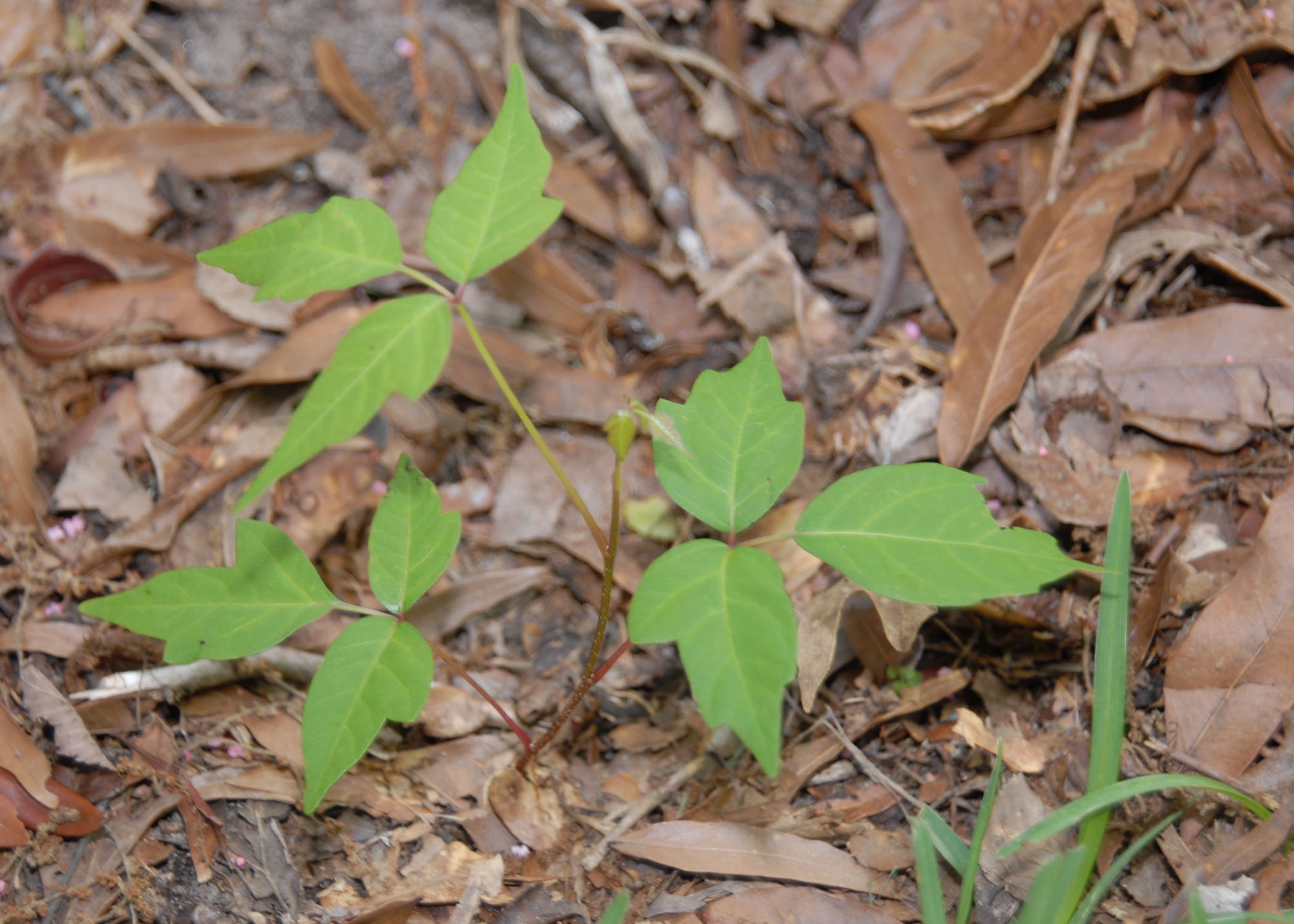 Keep landscapes safe for kids